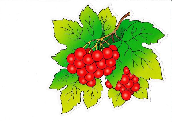 Ветка калины на прозрачном фоне