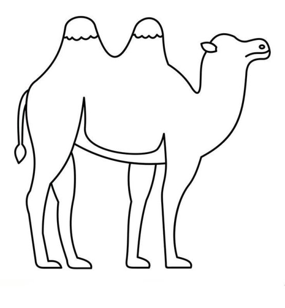 Верблюд контур