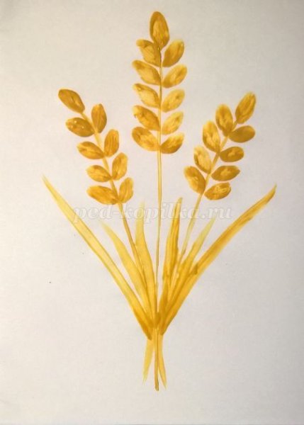 Рисование колосок старшая группа