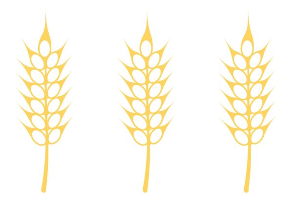 Рисунок колосок пшеницы для детей