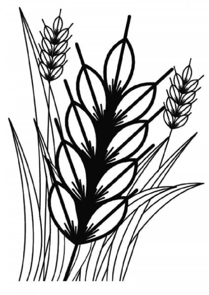 Пшеница раскраска