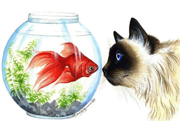 Кот и рыбка