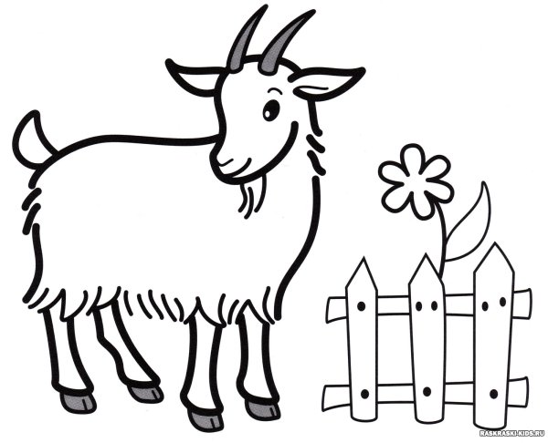 Коза раскраска для малышей