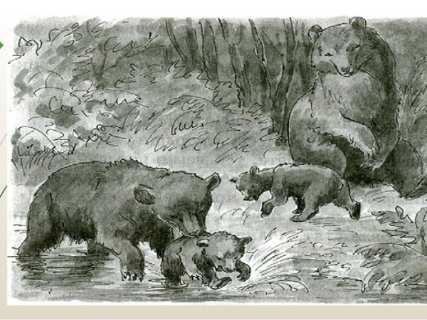 Иллюстрации к рассказу купание медвежат Бианки