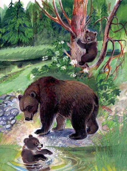 Бианки купание медвежат книга