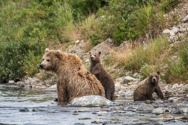 Бурый медведь
