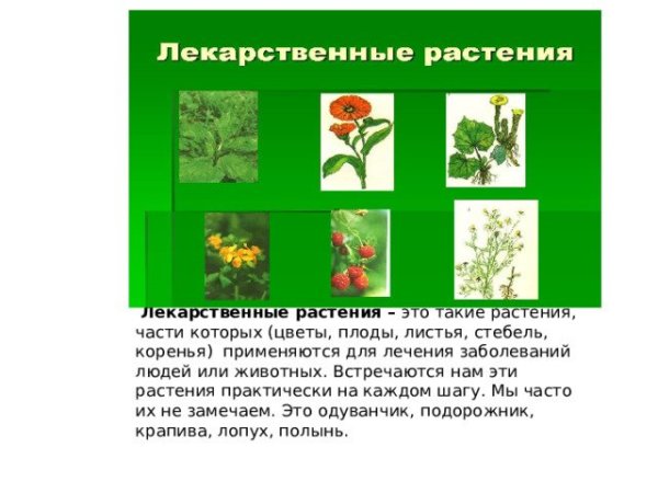 Аппликация лечебные травы