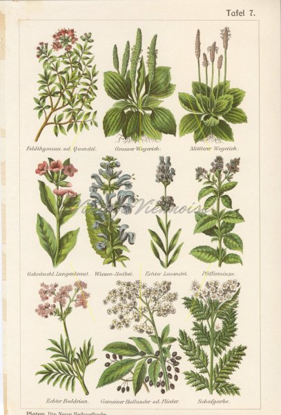 Лекарственные растения на букву б