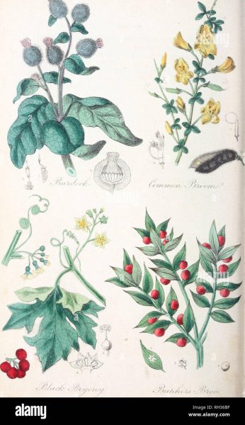 Рисование по теме лекарственные растения