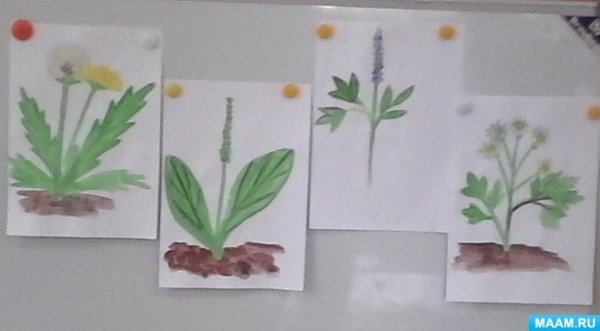 Рисование лекарственные растения в средней группе