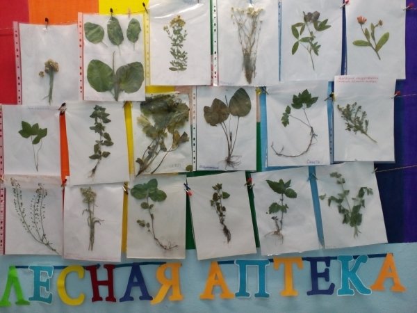 Станция лекарственные растения экологической тропы