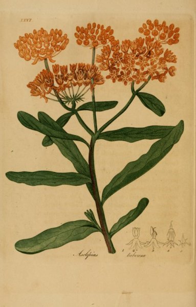 Аппликации лекарственные фото