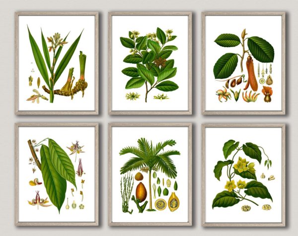 Аппликация лекарственные растения