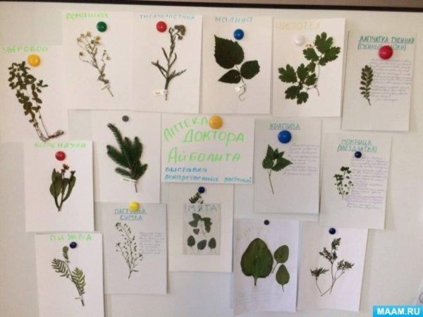 Лекарственные растения средняя группа