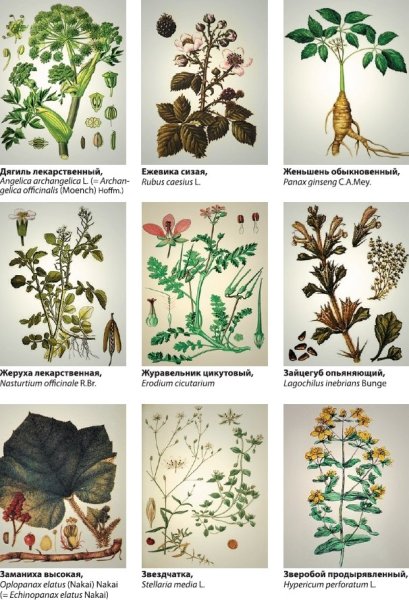 Растения используемые в медицине
