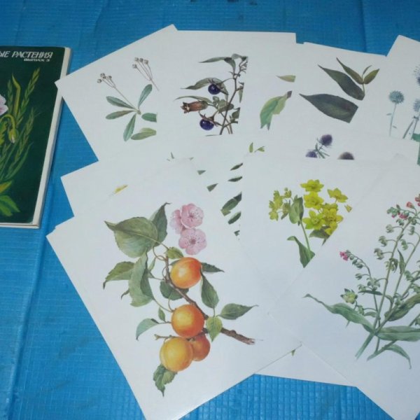 Открытки лекарственные растения