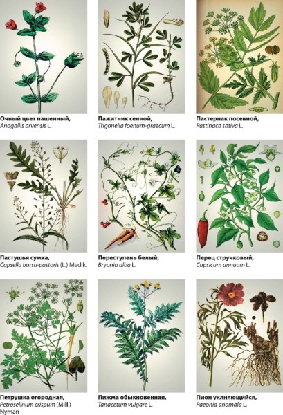 Растения которые используются в медицине