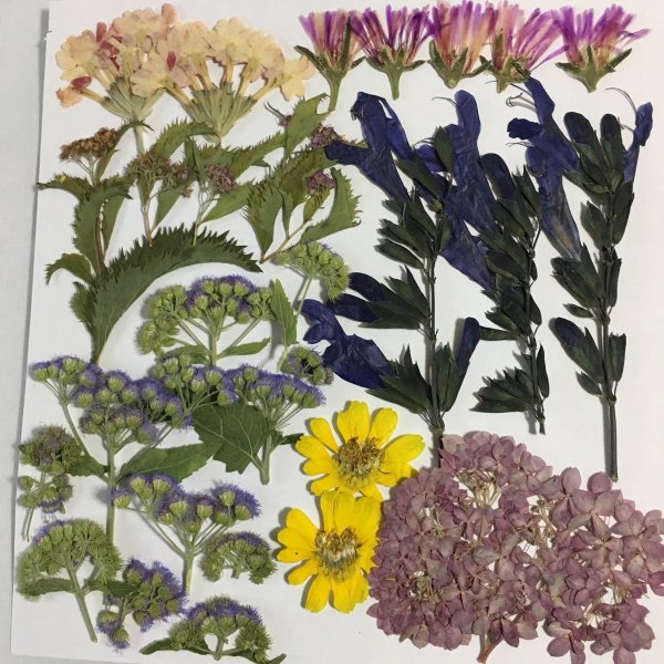 Гербарий растения Луга