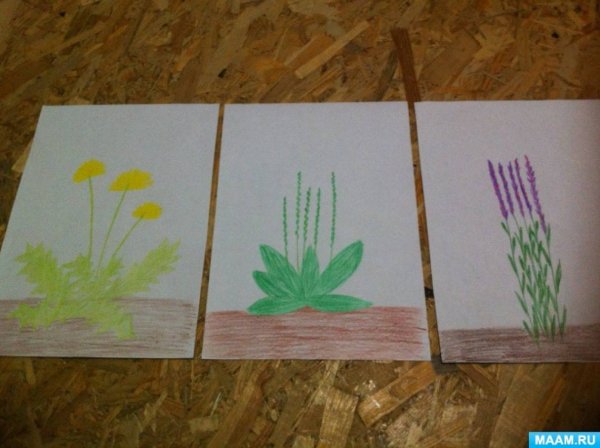Рисование лекарственные растения в подготовительной группе