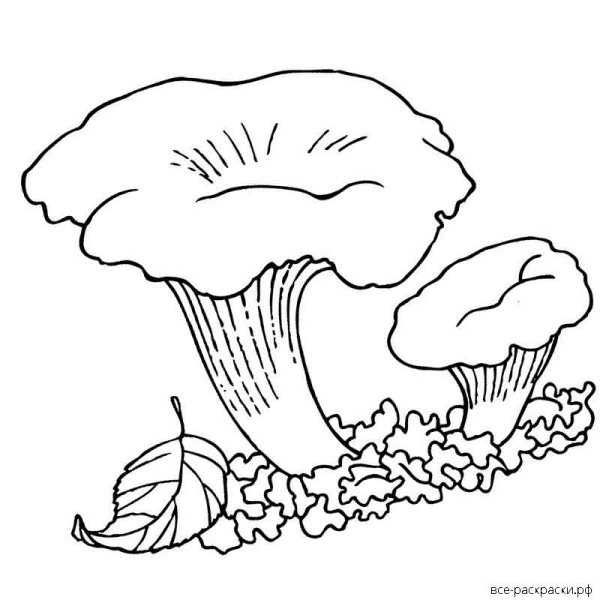 Грибы раскраска для детей