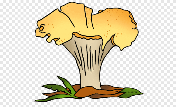 Гриб Лисичка раскраска