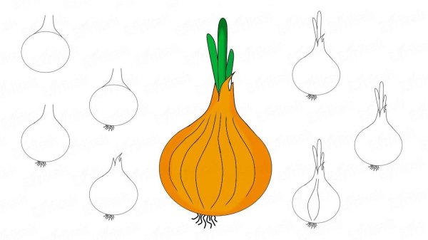 Лук репчатый рисунок