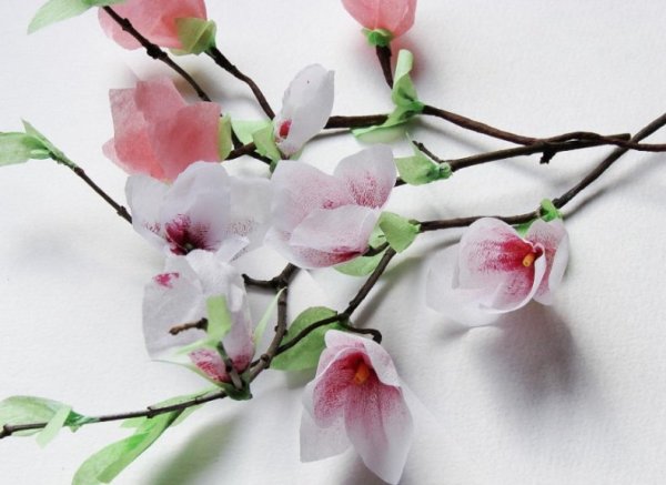 Ветки магнолии срезка