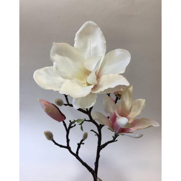 Магнолия Новогодняя