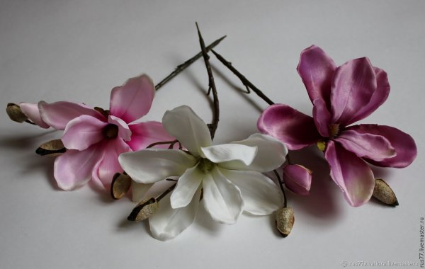 Ветка желтой магнолии