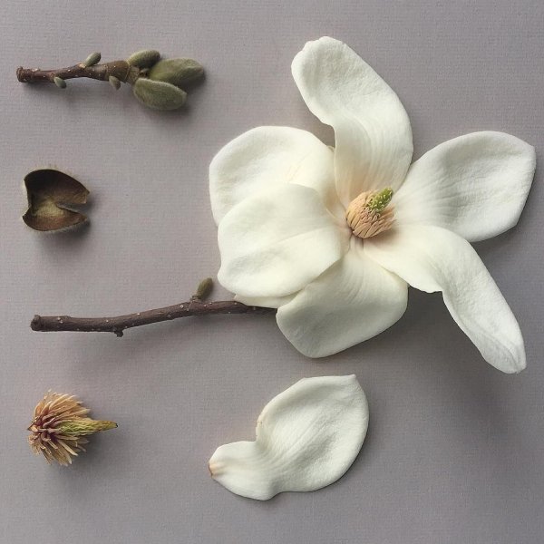 Магнолия чашелистики