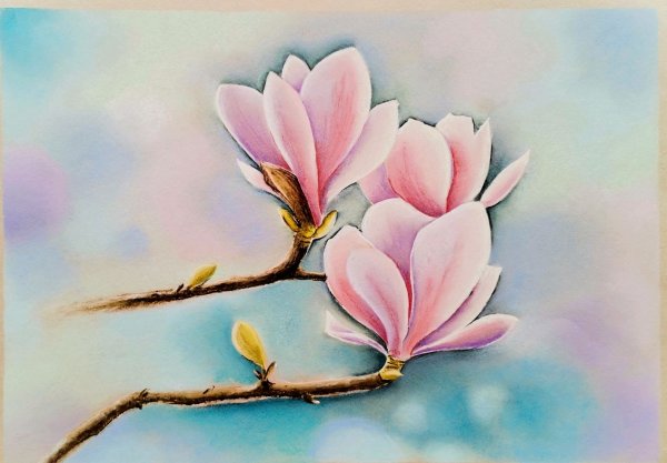 Магнолия jx003