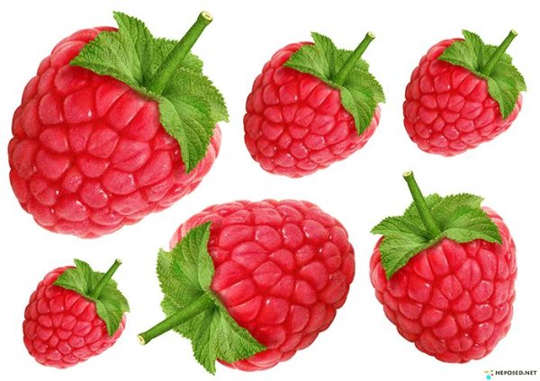 Ягода малина для детей