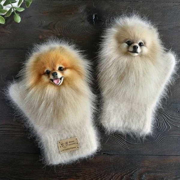 Шпиц с украшениями