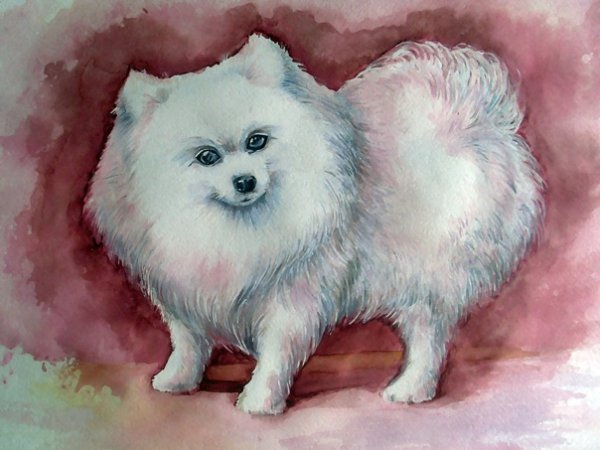 Рисование шпиц