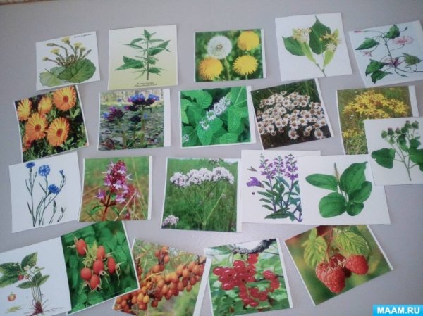 Лэпбук лекарственные травы