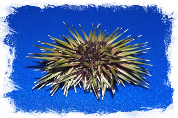 Морской ёж Иваново