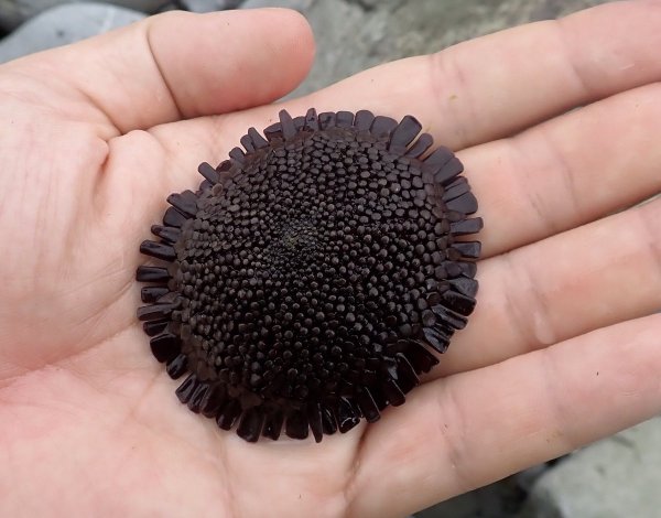 Морские Ежи Доминиканы