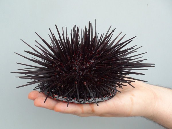 Иглоподушечный морской еж