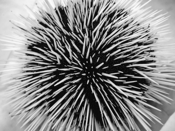 Колючка морского ежа