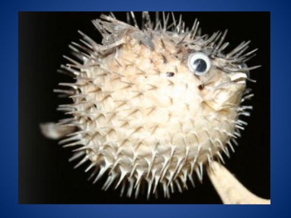 Морской Ежик открытый