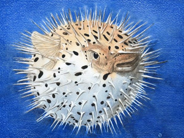 Морской еж для детей