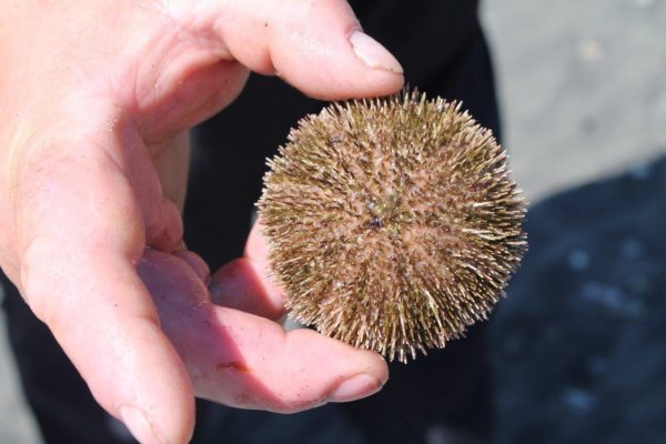 Морской ёж длинноигольчатый