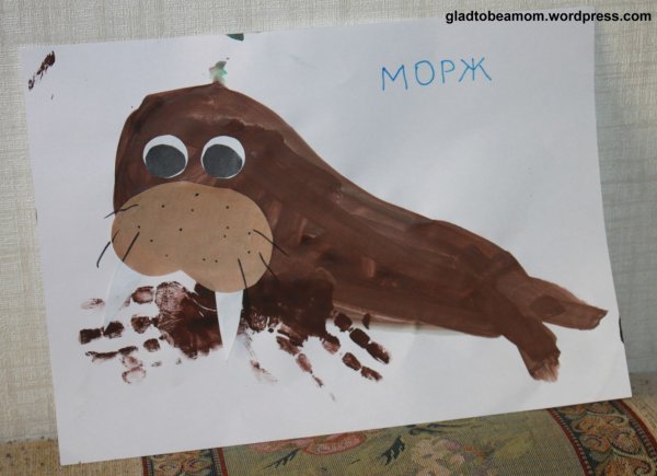 Аппликация морж на льдине в старшей группе