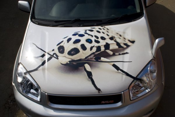 Винил на капот автомобиля