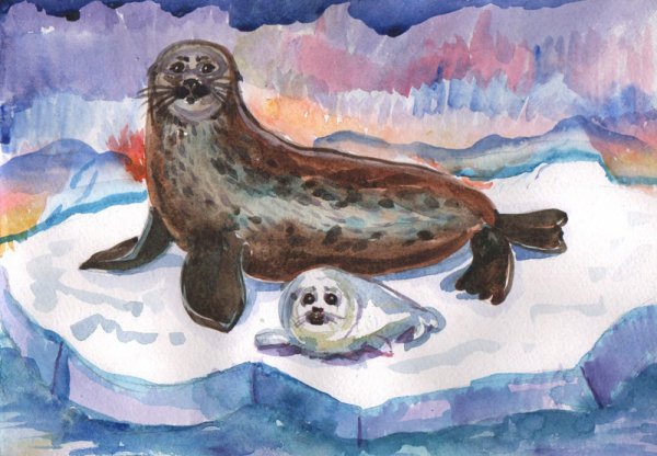 Балтийская кольчатая Нерпа рисунок