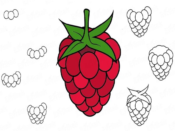 Малина рисунок