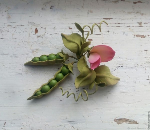 Душистый горошек стручки