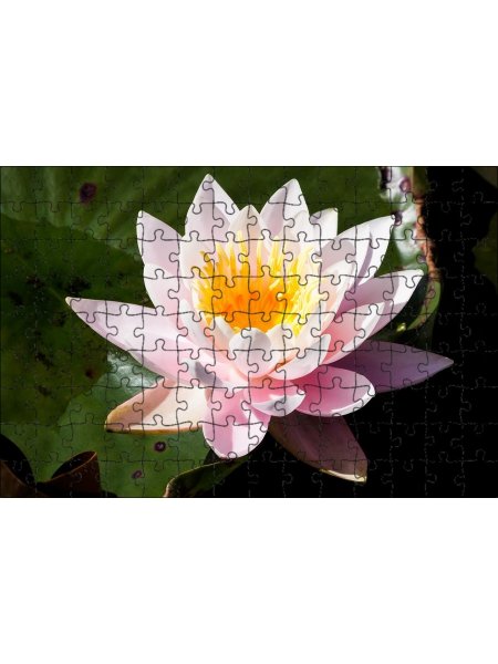 Лилия кувшинка