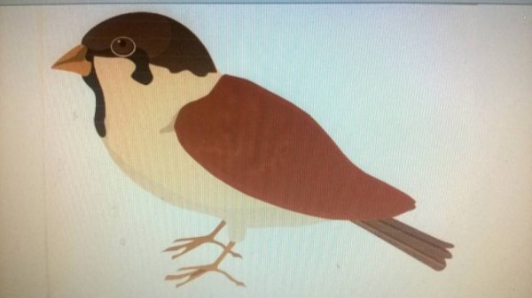 Рисование воробья в младшей группе