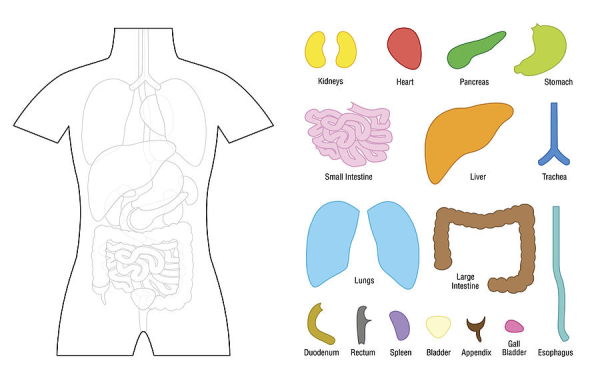 Макет человека с органами для детей